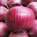 2015 Chinese Fresh Red Onion